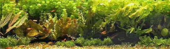 Aquarienpflanzen Schaubecken