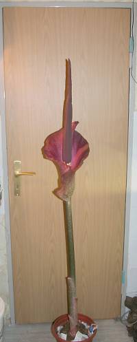 Amorphophallus Blütenstand