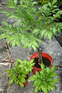 Amorphophallus konjak