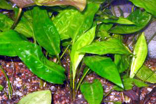 Cryptocoryne moehlmannii