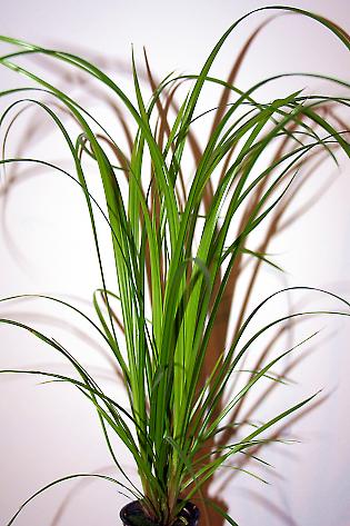 Cyperus helferi