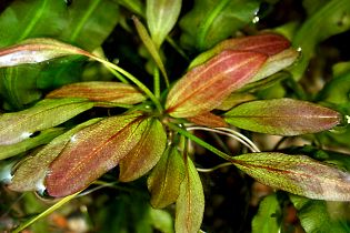 Echinodorus `Altlandsberg`