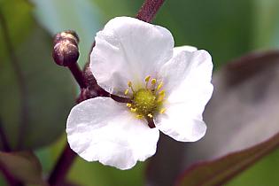 Echinodorus `Altlandsberg`