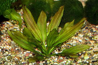 Echinodorus `Altlandsberg`