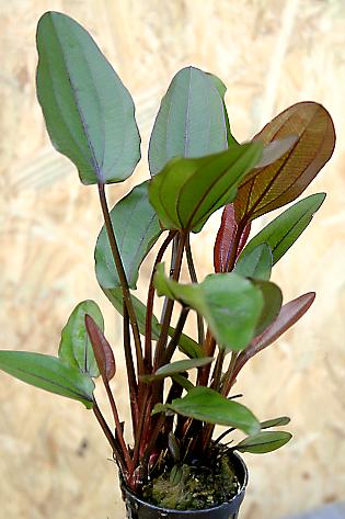 Echinodorus `Altlandsberg`