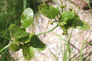 Echinodorus `Ozelot` grün,  Adventivpflanzen