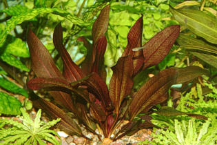 Echinodorus `Regine Hildebrandt`