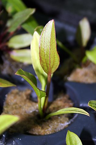 Echinodorus `Spidernet`