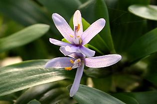 Heteranthera zosterifolia