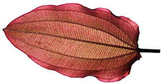 Echinodorus `Regine Hildebrandt Blatt`