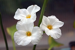 Echinodorus `Jaguar` Blüte