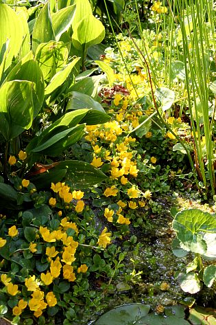 Lysimachia nummularia blühend