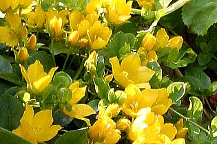 Lysimachia nummularia