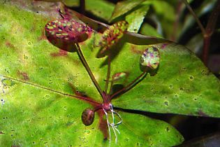 Nymphaea micrantha