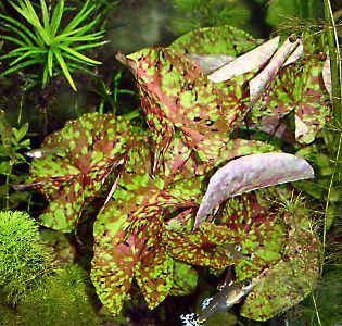 Nymphaea micrantha