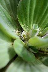 Pistia stratiotes