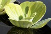 Pistia-stratiotes