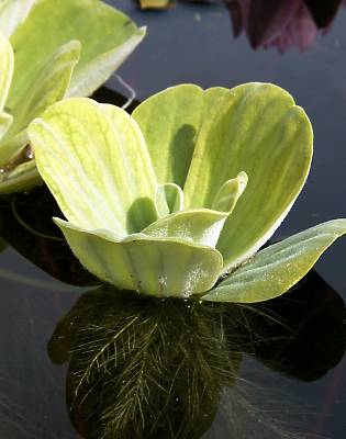 Pistia stratiotes