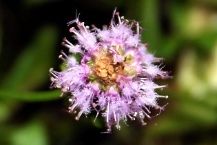 Pogostemon helferi, Blüte