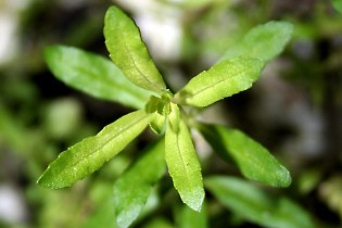 Pogostemon helferi, Trieb