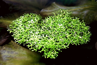 Riccia fluitans