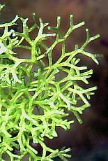 Riccia fluitans