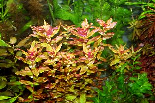 Rotala macranda