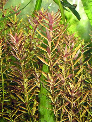 Rotala rotundifolia